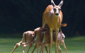 Kids deer with mom