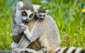Lemur with cub