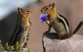 Влюбленные горностаи на камне