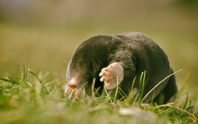 Mole in the sun