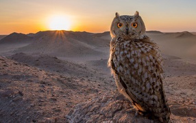 Owl in the desert