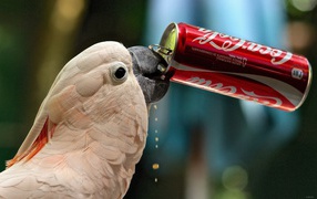 Parrot drinking soda