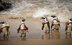 Cпасатели на льду