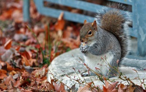 Squirrel in autumn listyah