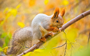 Squirrel in the autumn forest