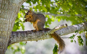 Белка сидит на дереве