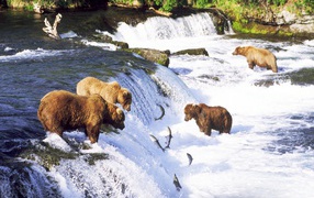 Bears catching fish