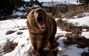 Grizzly after hibernation