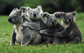 Koala happy family