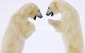 Male bears sparring canada