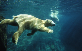 Polar bear swims underwater