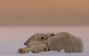 Polar bears in the snow
