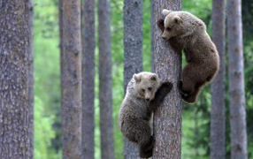 The cubs climbed the tree