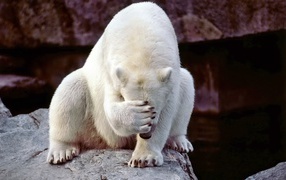 The polar bear is very a shame