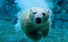 The polar bear under water