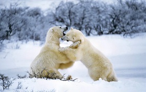 The struggle polar bears