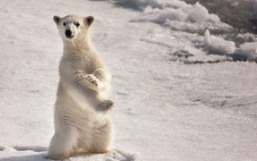 	  Polar bear on its hind legs