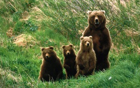 Семья медведей на задних лапах