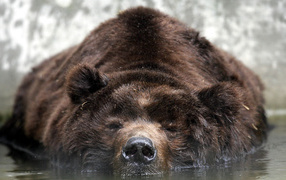 	   A bear lying in the water