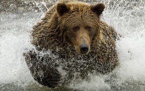 Медведь ловит рыбу