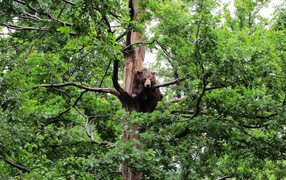 	   Bear sitting in a tree