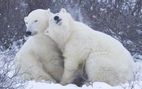 Белые медведи на снегу