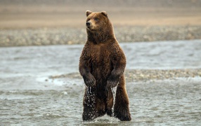 Медведь стоит в воде