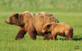 	   The bear with her cub on green grass