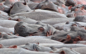 Стадо бегемотов