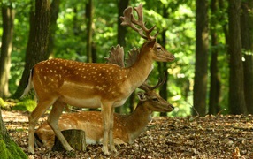 Олени в лесу