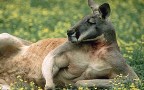 Kangaroo resting on the grass