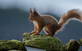 Белка на камне