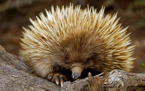 Ехидна из южной Австралии