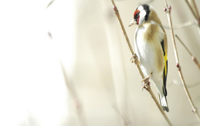 Птица на веточке