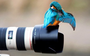 A bird sitting on the lens