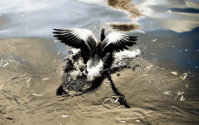 A bird taking off with water