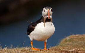 Птица с рыбой в клюве