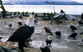 A flock of white eagles