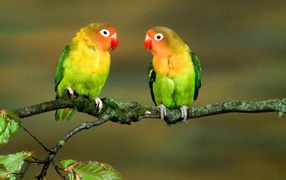 A pair of parrots on a branch