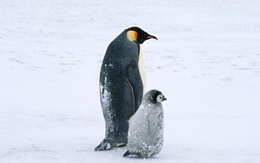 Жизнь арктических пингвинов