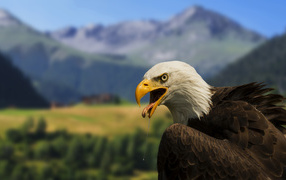 Bald Eagle on a background of mountains