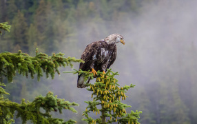 Bald eagle on a tree