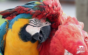Best friends macaws