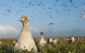 Большие птенцы