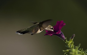 Bird Hummingbird at a flower