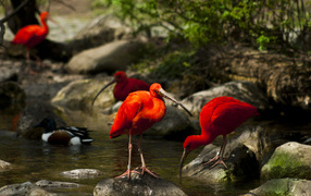 Птицы Ибисы