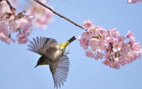 Bird in flowers