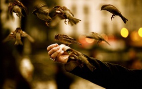 Birds eat with hands