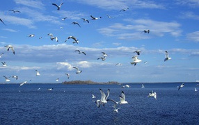 Birds on sea