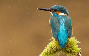 Голубая птичка